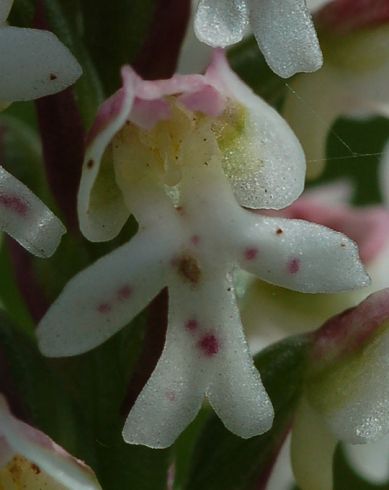 Burnt-tip Orchid Orchis ustulata flower detail