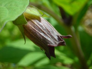 Deadly Nightshade Atropa bella-donna