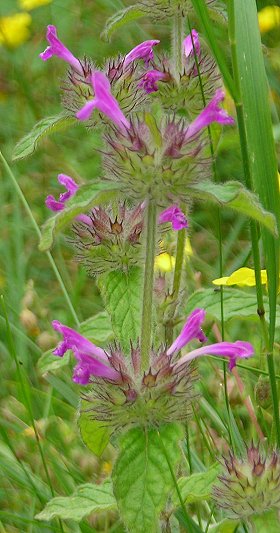 basil Clinopodium vulgare