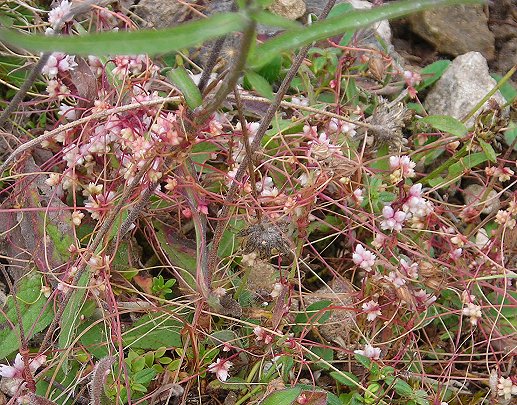 dodder plant Cuscuta epithymum