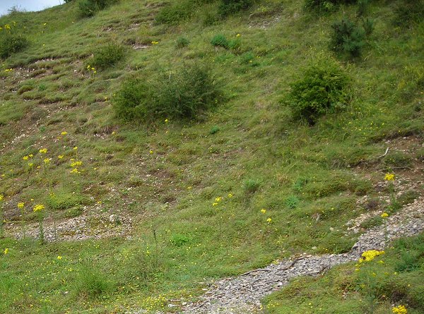 acree slope with colourful flowers