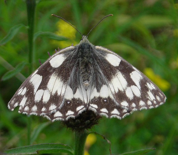 marbled white Melanargia galathea