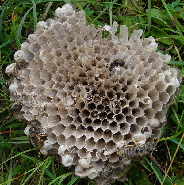 wasps' nest