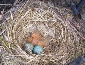 photo of ouzel nest