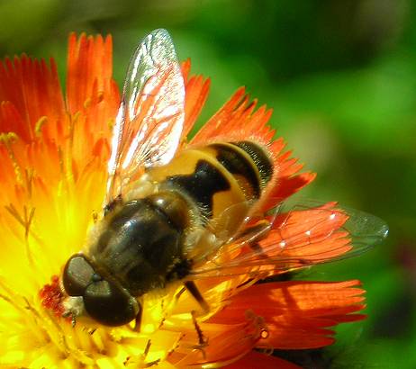 Eristalis arbustorum