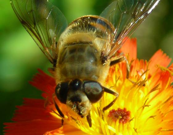 Eristalis tenax female