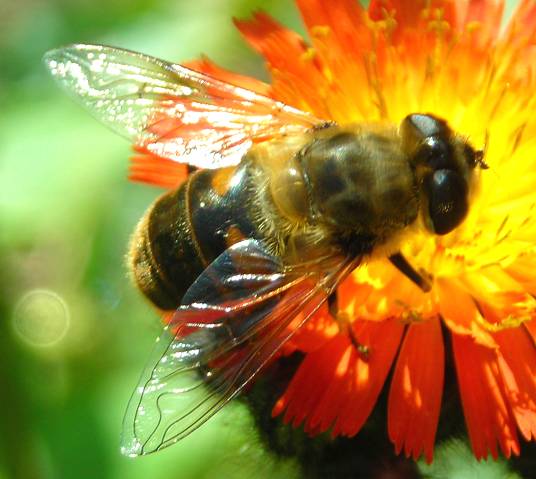 Eristalis tenax female