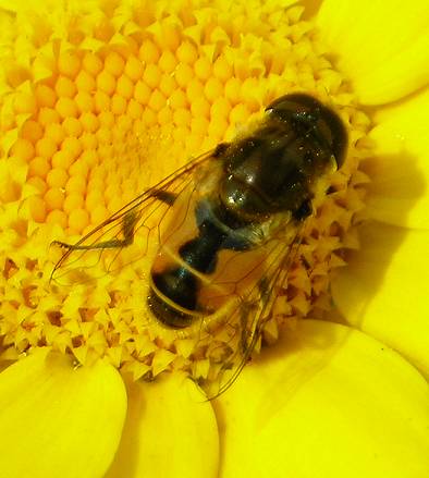 Eristalis arbustorum