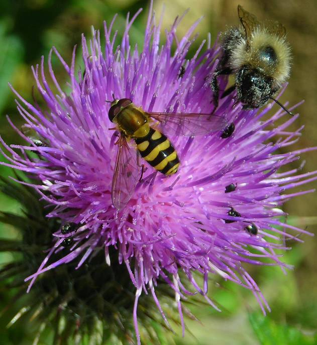 Syrphus ?ribesii  or vitripennis