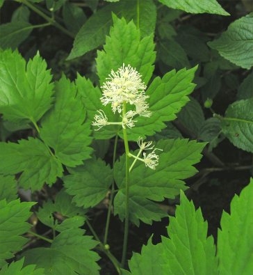 Baneberry or Herb Christopher Actaea spicata