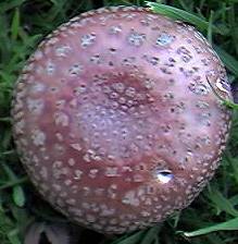 Amanita