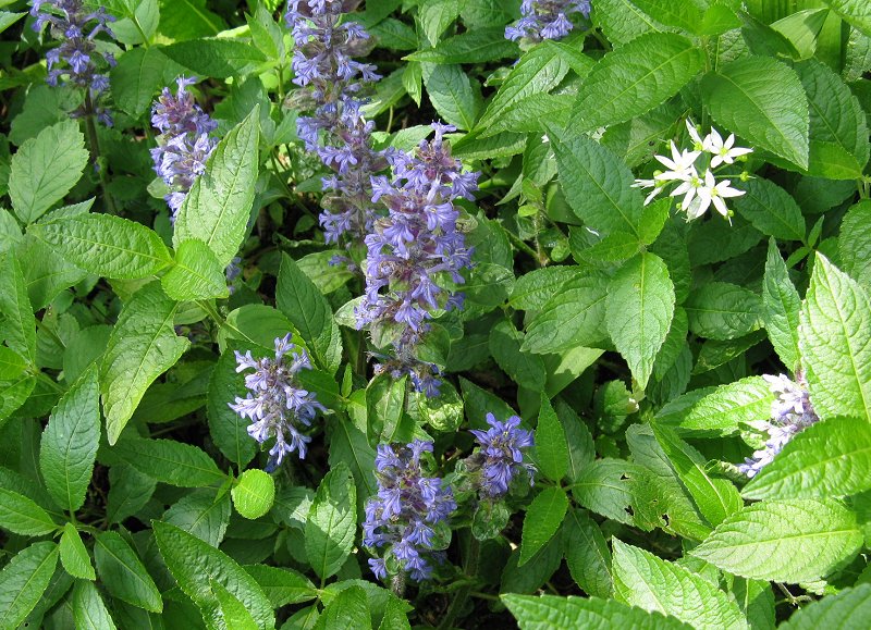 Bugle and ramsons