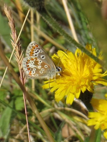 Brown argus butterfly