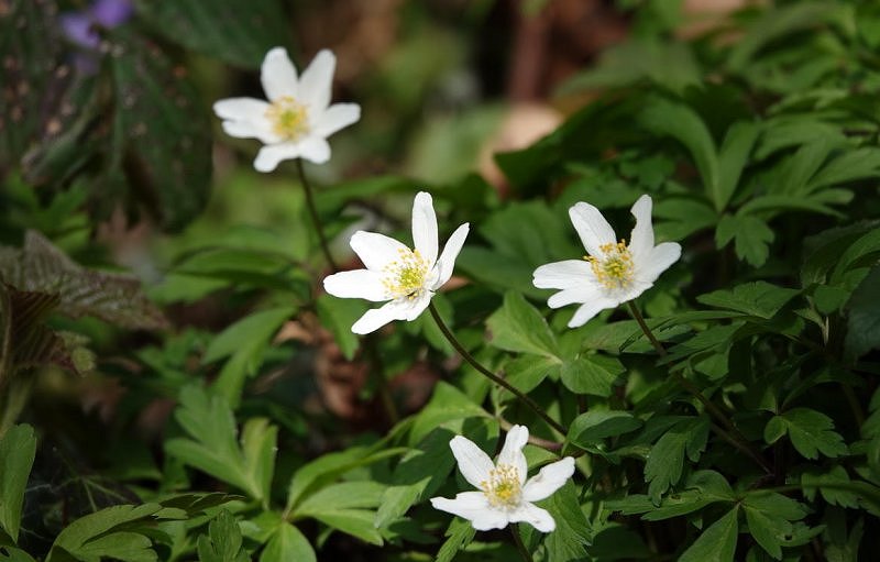 Wood anemone Anemone nemorosa