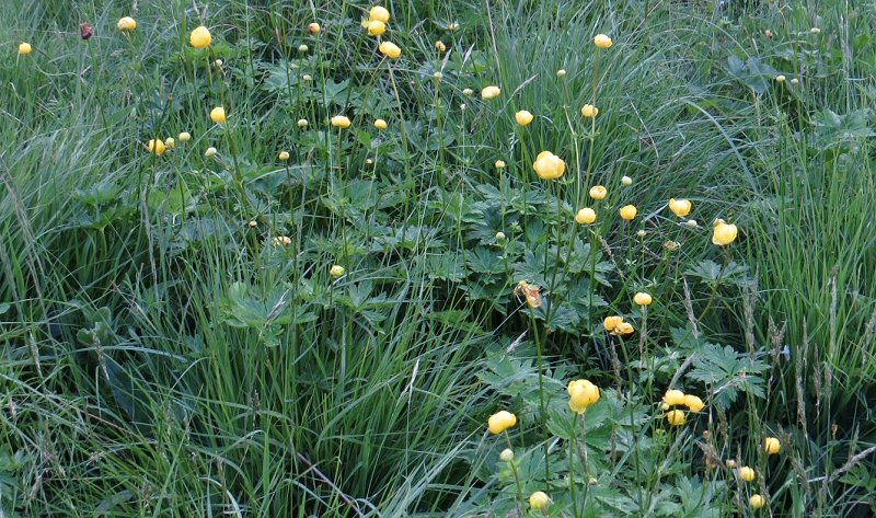 Globeflower Trollius europaeus