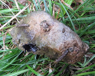 Fungus on moth