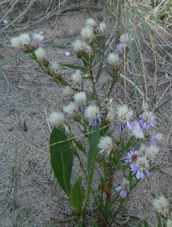 sea aster Aster tripolium