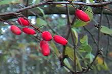 barberry berries