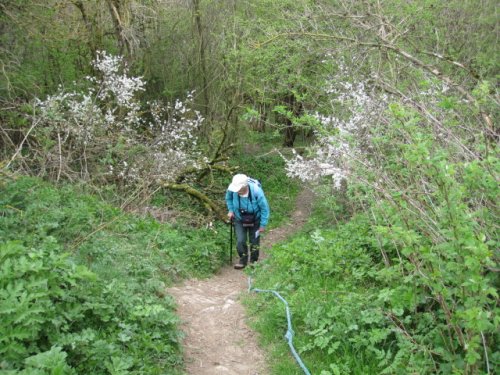 footpath through wood