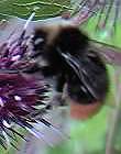 Bee on Burdock