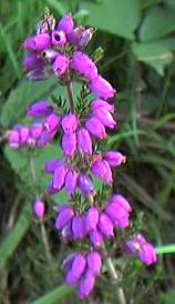 Bell heather