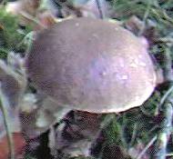 Birch Bolete