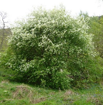 bird cherry Prunus padus