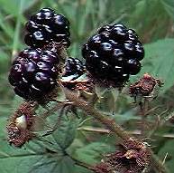 Blackberry