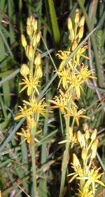 Bog Asphodel