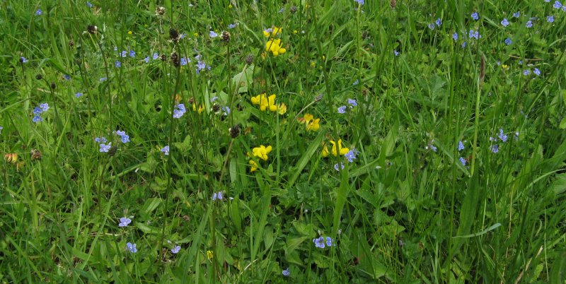 Birdsfoot trefoil and germander speedwell