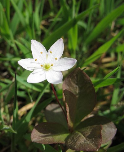 Chickweed wintergreen Trientalis europaea