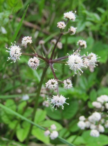 Sanicle Sanicula europaea