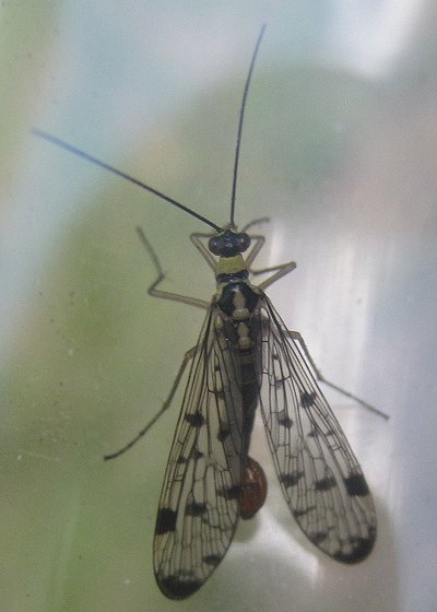 Scorpion Fly