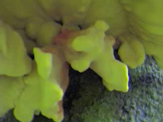 Bracket fungus (underside)