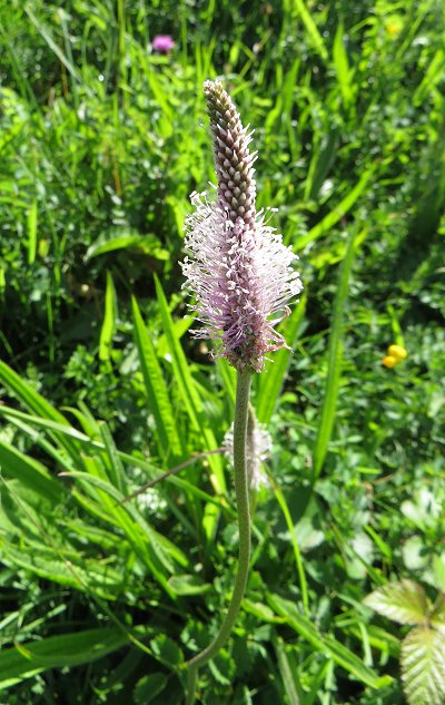 Hoary plantain Plantago media