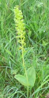 common twayblade Listera ovata=Neottia ovata