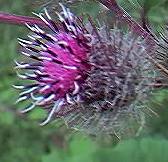 Burdock (detail)