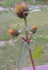 Bur Marigold detail