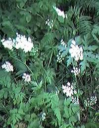 Burnet Saxifrage, greater