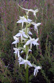 lesser butterfly orchid