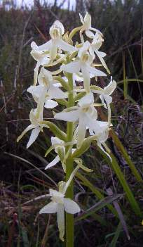 lesser butterfly orchid