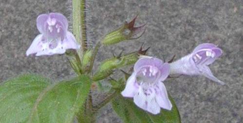 Clinopodium ascendens detail