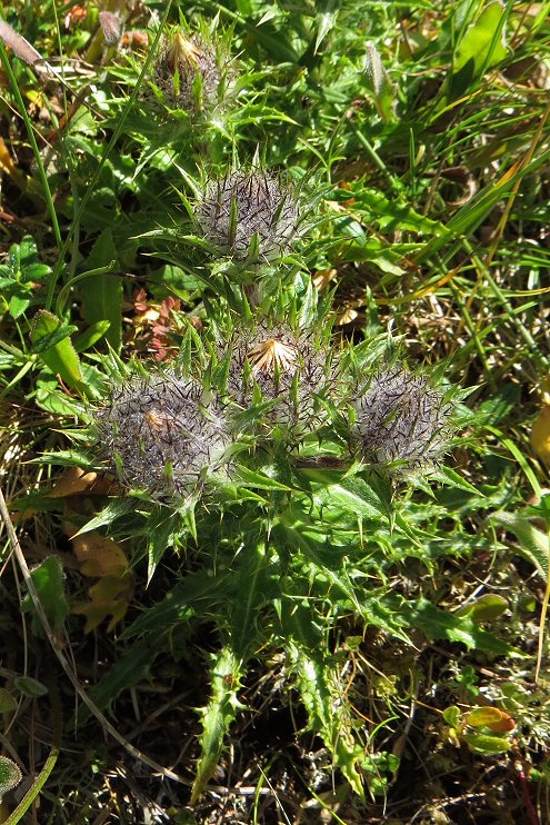 Carline thistle Carlina vulgaris