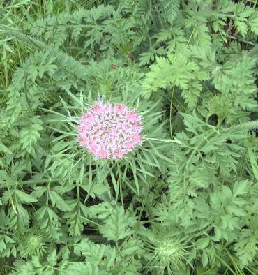 Daucus carota