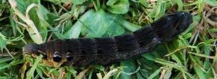 elephant hawkmoth caterpillar