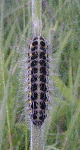 Zygaena lonicerae larva