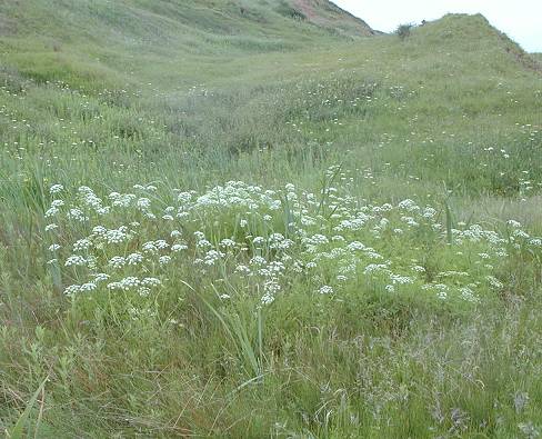 Cayton marsh