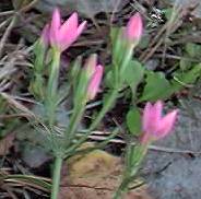 Centaury