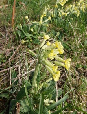 Primula hybrids