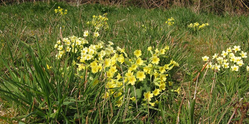 Primulas in meadow